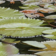 Egiptinė vandens lelija - Nymphaea lotus | Fotografas Gintautas Steiblys