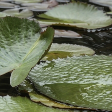 Egiptinė vandens lelija - Nymphaea lotus | Fotografas Gintautas Steiblys