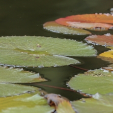 Egiptinė vandens lelija - Nymphaea lotus | Fotografas Gintautas Steiblys