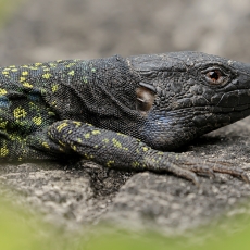 Vakarinis kanarinis driežas - Gallotia galloti ♂ | Fotografas Gintautas Steiblys