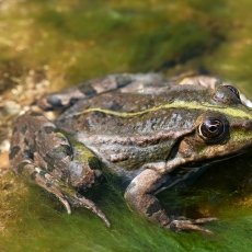 Ežerinė varlė - Pelophylax ridibundus | Fotografas Gintautas Steiblys