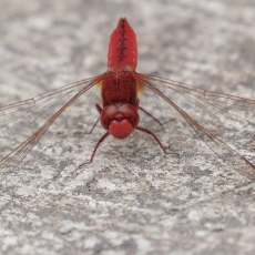 Ryškiapilvė skėtė - Crocothemis erythraea ♂ | Fotografas Gintautas Steiblys