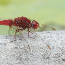 Ryškiapilvė skėtė - Crocothemis erythraea ♂ | Fotografas Gintautas Steiblys