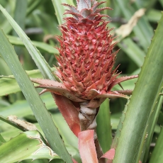 Paragvajinis ananasas - Ananas bracteatus | Fotografas Gintautas Steiblys