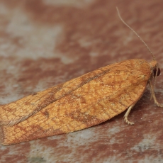 Lapsukis - Choristoneura simonyi | Fotografas Gintautas Steiblys