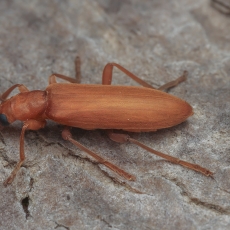 Laibavabalis - Nacerdochroa concolor | Fotografas Gintautas Steiblys