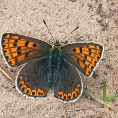 Mažasis auksinukas - Lycaena phlaeas ♀ | Fotografas Gintautas Steiblys