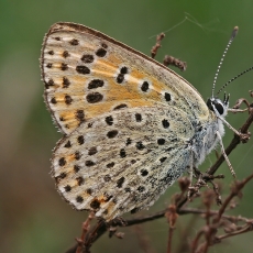 Mažasis auksinukas - Lycaena phlaeas | Fotografas Gintautas Steiblys