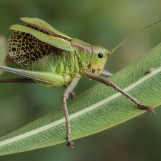 Tenerifinis žaliasis žiogas - Calliphona koenigi ♂ | Fotografas Gintautas Steiblys