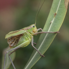 Tenerifinis žaliasis žiogas - Calliphona koenigi ♂ | Fotografas Gintautas Steiblys