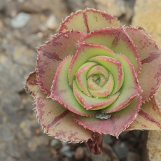 Ramdis - Aeonium sp. | Fotografas Gintautas Steiblys