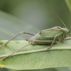Tenerifinis žaliasis žiogas - Calliphona koenigi ♂ | Fotografas Gintautas Steiblys