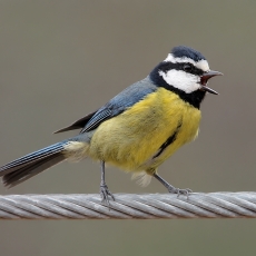 Kanarinė mėlynoji zylė - Cyanistes teneriffae | Fotografas Gintautas Steiblys