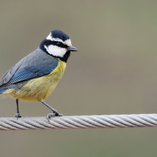 Kanarinė mėlynoji zylė - Cyanistes teneriffae | Fotografas Gintautas Steiblys