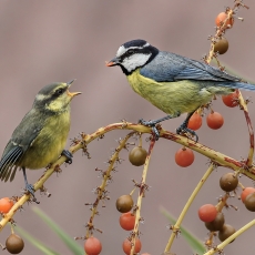 Kanarinė mėlynoji zylė - Cyanistes teneriffae | Fotografas Gintautas Steiblys