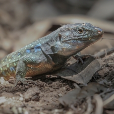 Vakarinis kanarinis driežas - Gallotia galloti ♂ | Fotografas Gintautas Steiblys