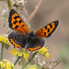 Mažasis auksinukas - Lycaena phlaeas | Fotografas Gintautas Steiblys