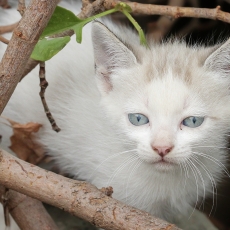 Naminė katė - Felis catus, juv. | Fotografas Gintautas Steiblys