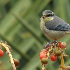 Kanarinė mėlynoji zylė - Cyanistes teneriffae, juv. | Fotografas Gintautas Steiblys