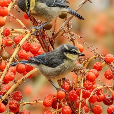 Kanarinės mėlynosios zylės - Cyanistes teneriffae, juv. | Fotografas Gintautas Steiblys