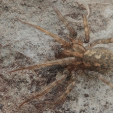 Kaimiškasis trobavoris - Tegenaria pagana | Fotografas Gintautas Steiblys