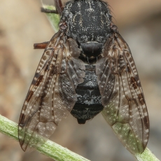 Platystoma euphorbiinum | Fotografas Gintautas Steiblys