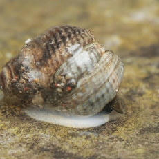 Tectarius striatus | Fotografas Gintautas Steiblys