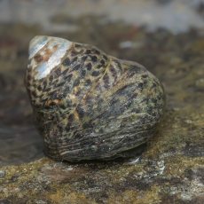 Įbrėžtasis sukutis - Phorcus sauciatus | Fotografas Gintautas Steiblys