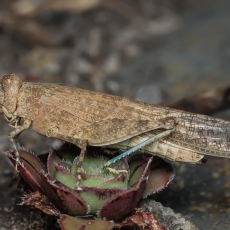 Dykuminis tarkšlys - Sphingonotus rubescens | Fotografas Gintautas Steiblys