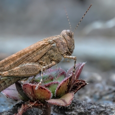 Dykuminis tarkšlys - Sphingonotus rubescens | Fotografas Gintautas Steiblys