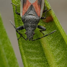 Dirvablakė - Oxycarenus lavaterae | Fotografas Gintautas Steiblys
