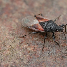 Dirvablakė - Oxycarenus lavaterae | Fotografas Gintautas Steiblys
