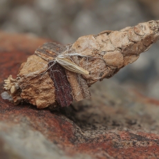 Maišuočio - Amicta cabrerai vikšro namelis | Fotografas Gintautas Steiblys