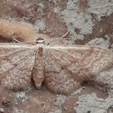 Sprindžiukas - Idaea charitata | Fotografas Gintautas Steiblys