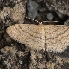 Sprindžiukas - Idaea charitata | Fotografas Gintautas Steiblys