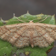 Sprindžiukas - Idaea charitata | Fotografas Gintautas Steiblys
