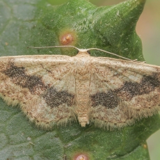 Sprindžiukas - Idaea charitata | Fotografas Gintautas Steiblys