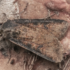 Pietinis dirvinukas - Peridroma saucia | Fotografas Gintautas Steiblys