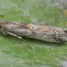 Ugniukas - Pempeliella canariella | Fotografas Gintautas Steiblys