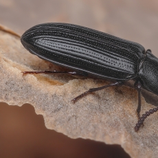 Juodvabalis - Pelleas crotchi | Fotografas Gintautas Steiblys