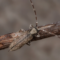 Ūsuotis - Deroplia annulicornis | Fotografas Gintautas Steiblys