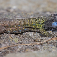 Vakarinis kanarinis driežas - Gallotia galloti ♂ | Fotografas Gintautas Steiblys