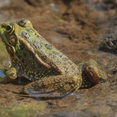 Iberinė varlė - Pelophylax perezi | Fotografas Gintautas Steiblys