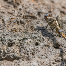 Skėtė - Orthetrum chrysostigma | Fotografas Gintautas Steiblys