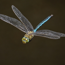 Imperatoriškasis laumžirgis - Anax imperator | Fotografas Gintautas Steiblys