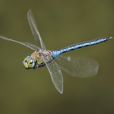 Imperatoriškasis laumžirgis - Anax imperator | Fotografas Gintautas Steiblys