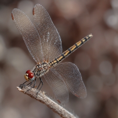 Skėtė - Trithemis arteriosa | Fotografas Gintautas Steiblys
