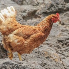 Naminė višta - Gallus gallus var. domesticus ♀ | Fotografas Gintautas Steiblys