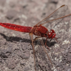 Ryškiapilvė skėtė - Crocothemis erythraea ♂ | Fotografas Gintautas Steiblys