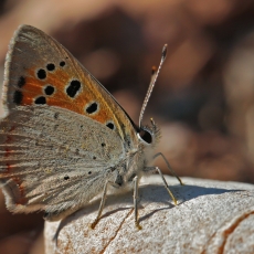 Mažasis auksinukas - Lycaena phlaeas | Fotografas Gintautas Steiblys